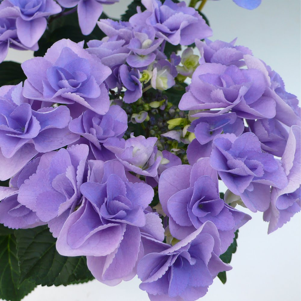 サムネイル: 満開のマリーゴールドスポット