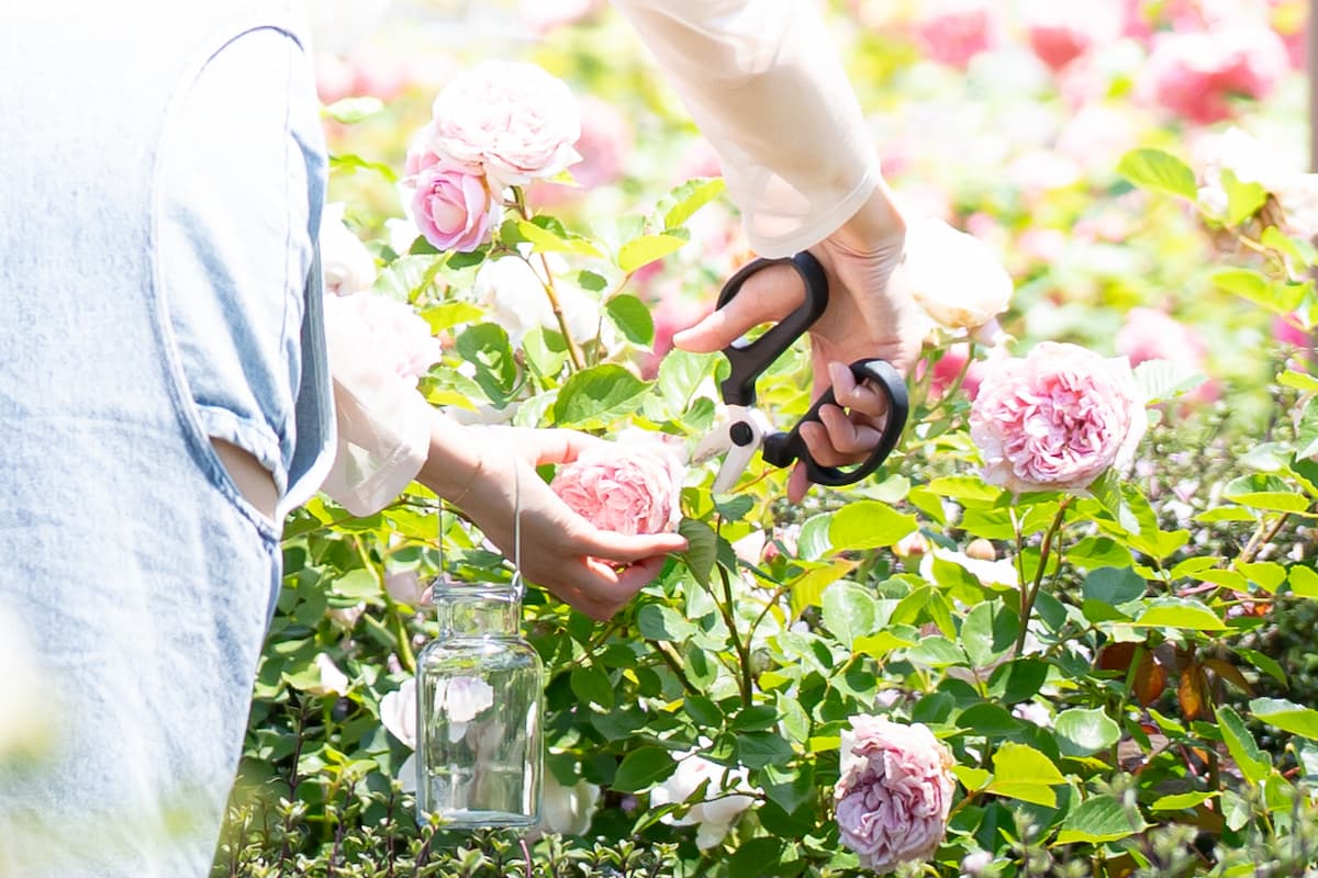 サムネイル: 【毎日開催1日20名様限定】秋バラと季節の草花の花摘み
