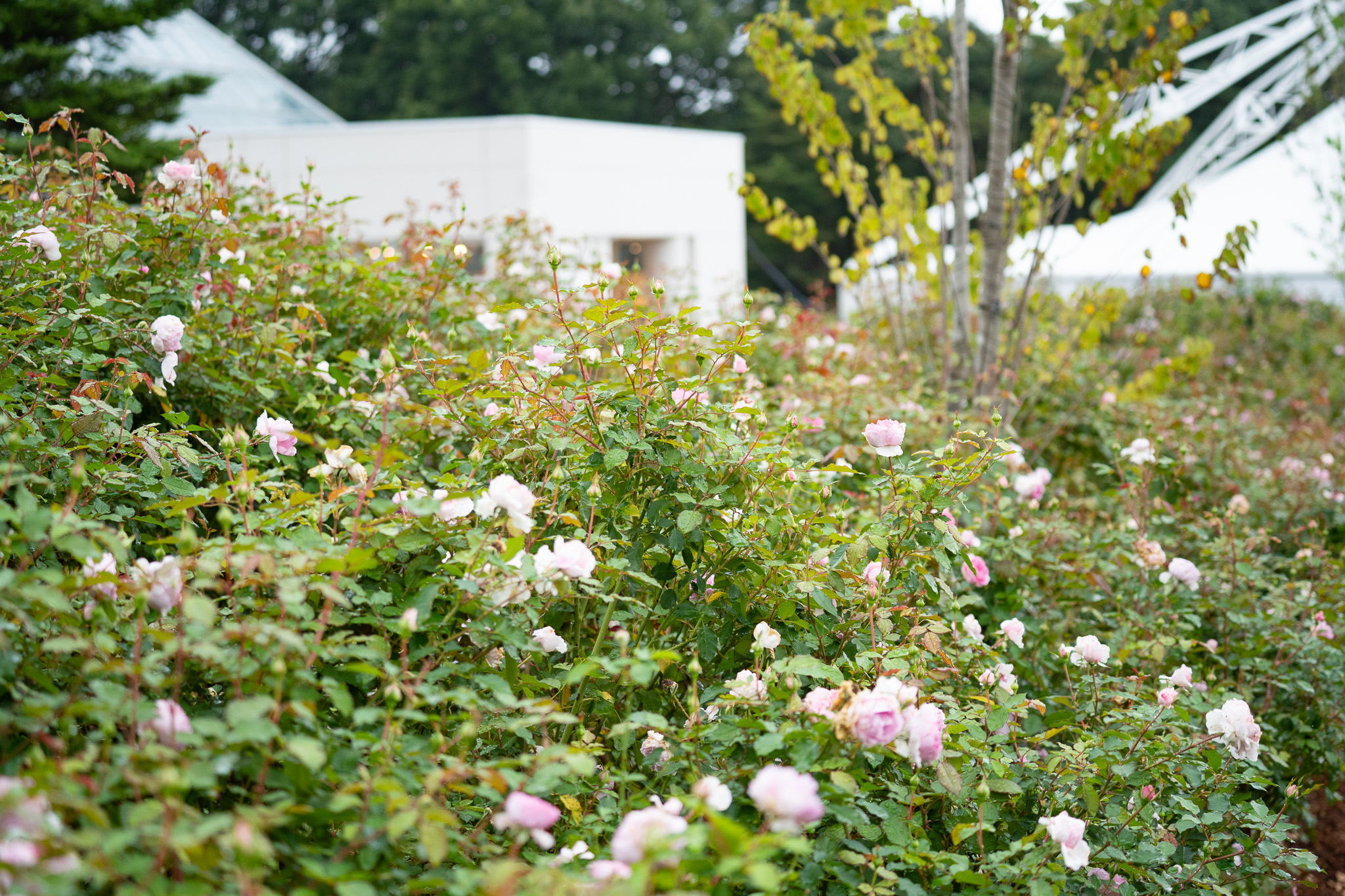 サムネイル: 秋バラの開花速報!