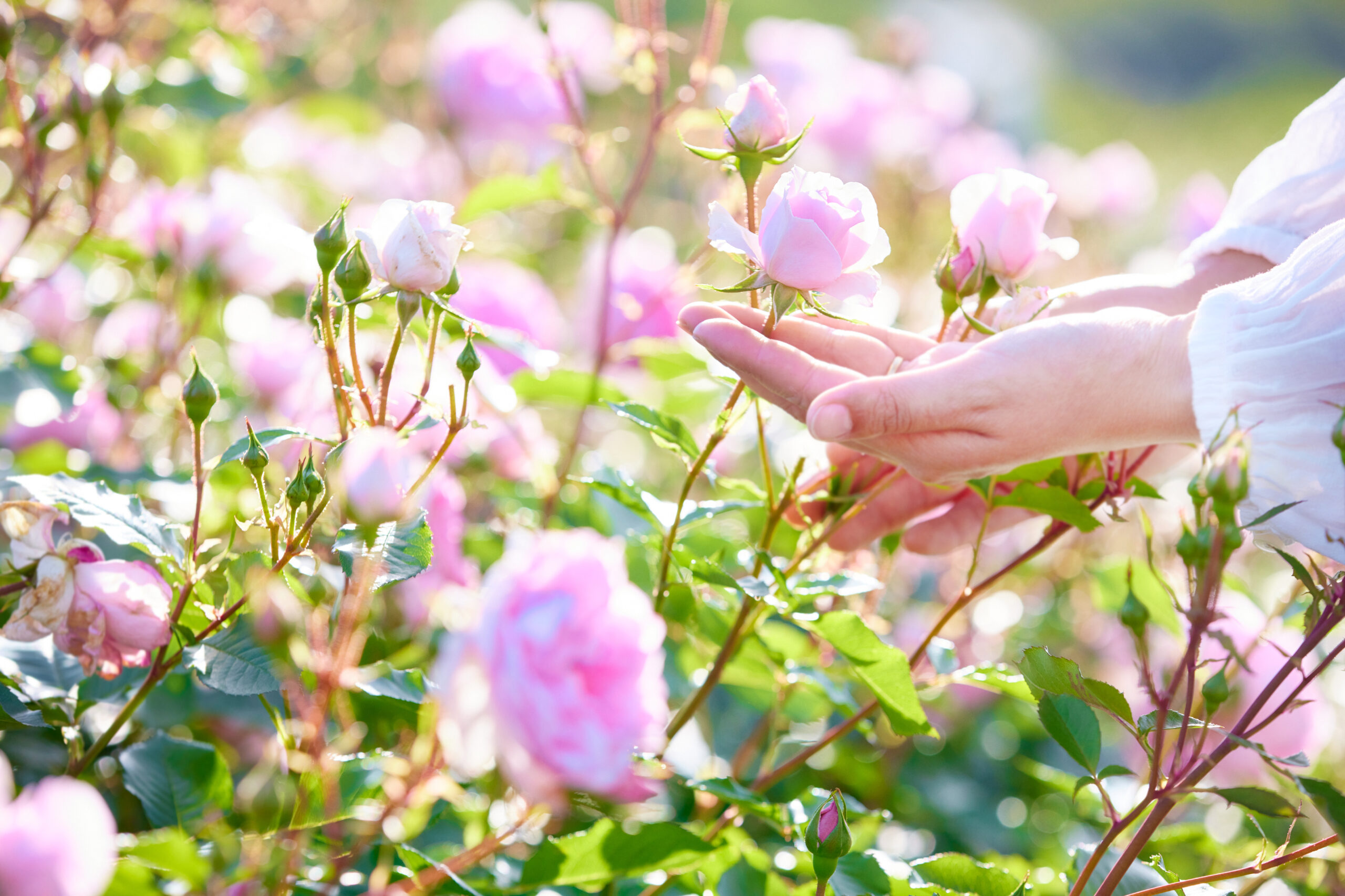 サムネイル: 11月の見どころ紹介