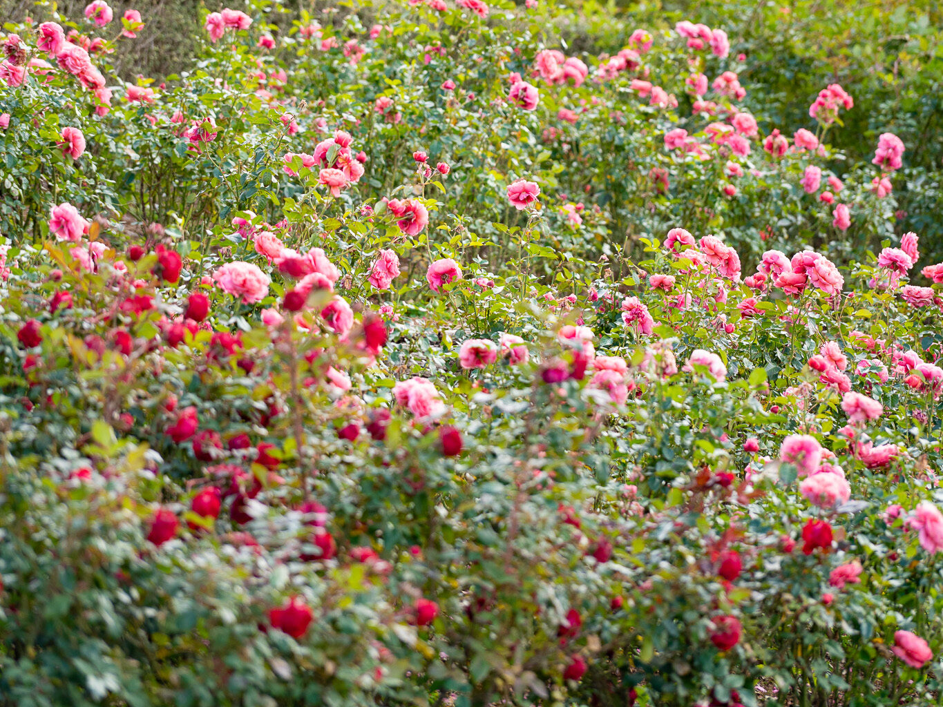 サムネイル: 11月中旬〜12月見頃の花