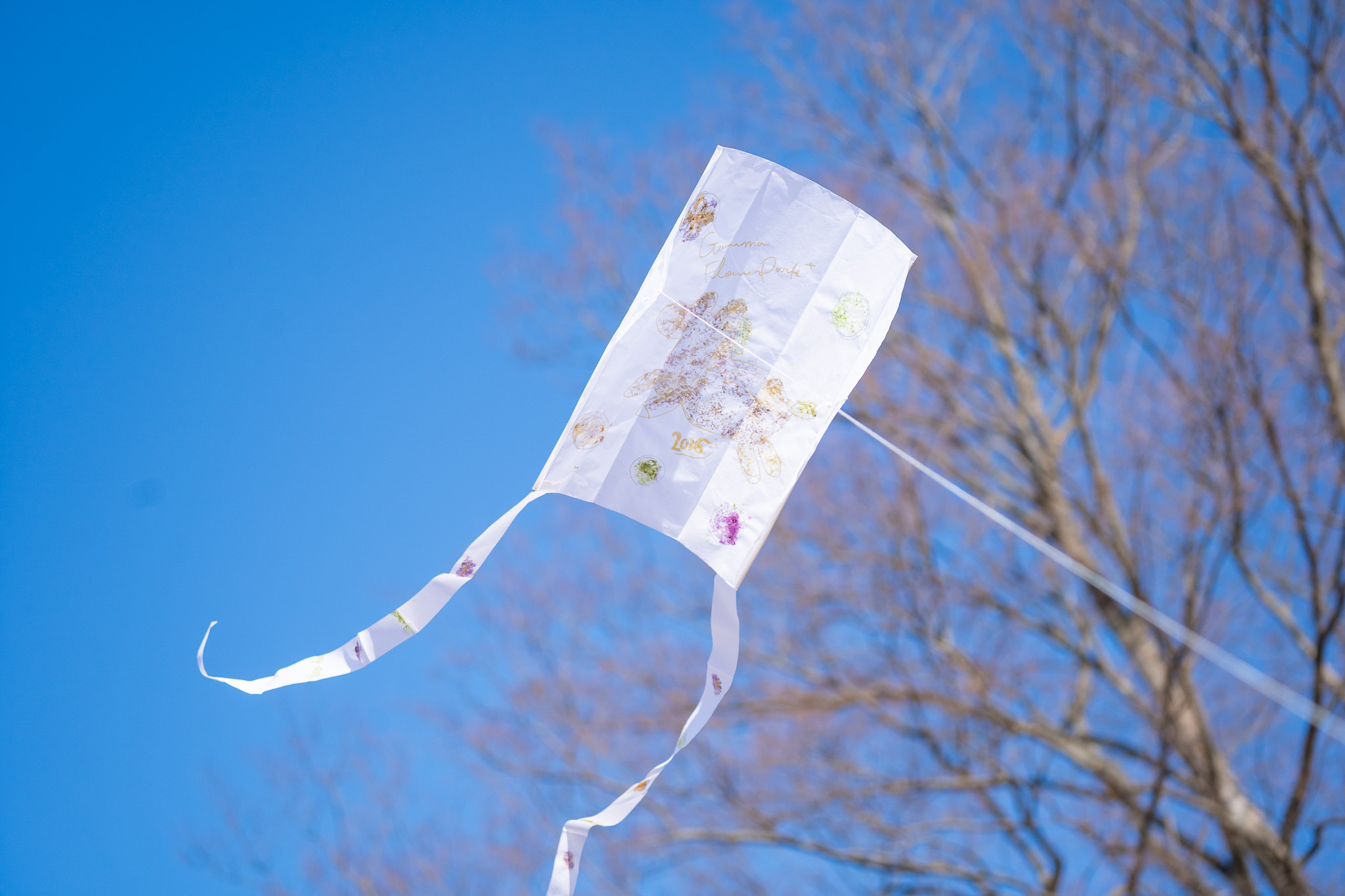 サムネイル: 【冬休み期間毎日開催】ボタニカル模様の凧