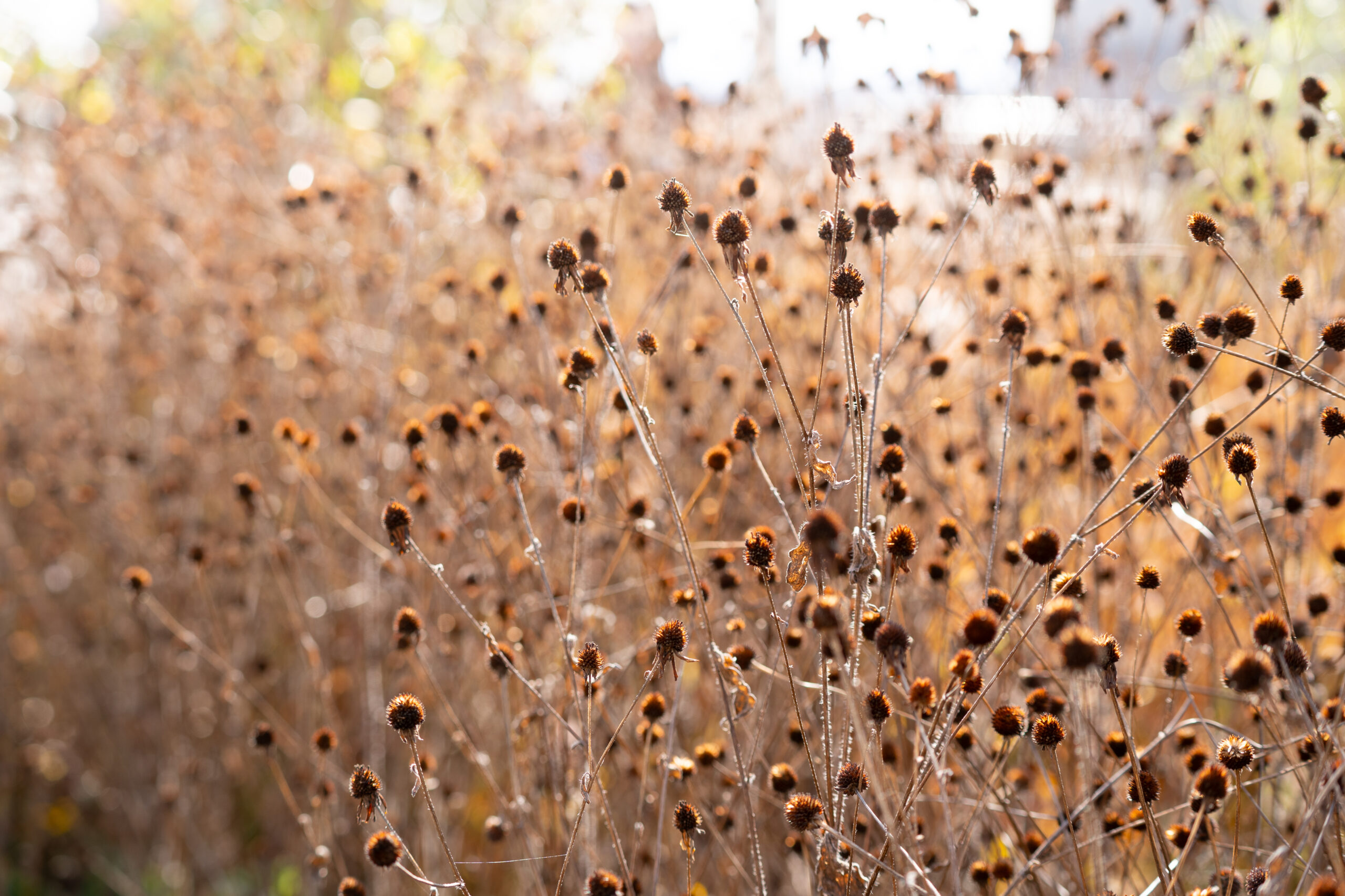 サムネイル: 冬季期間 各店舗の営業時間のお知らせ
