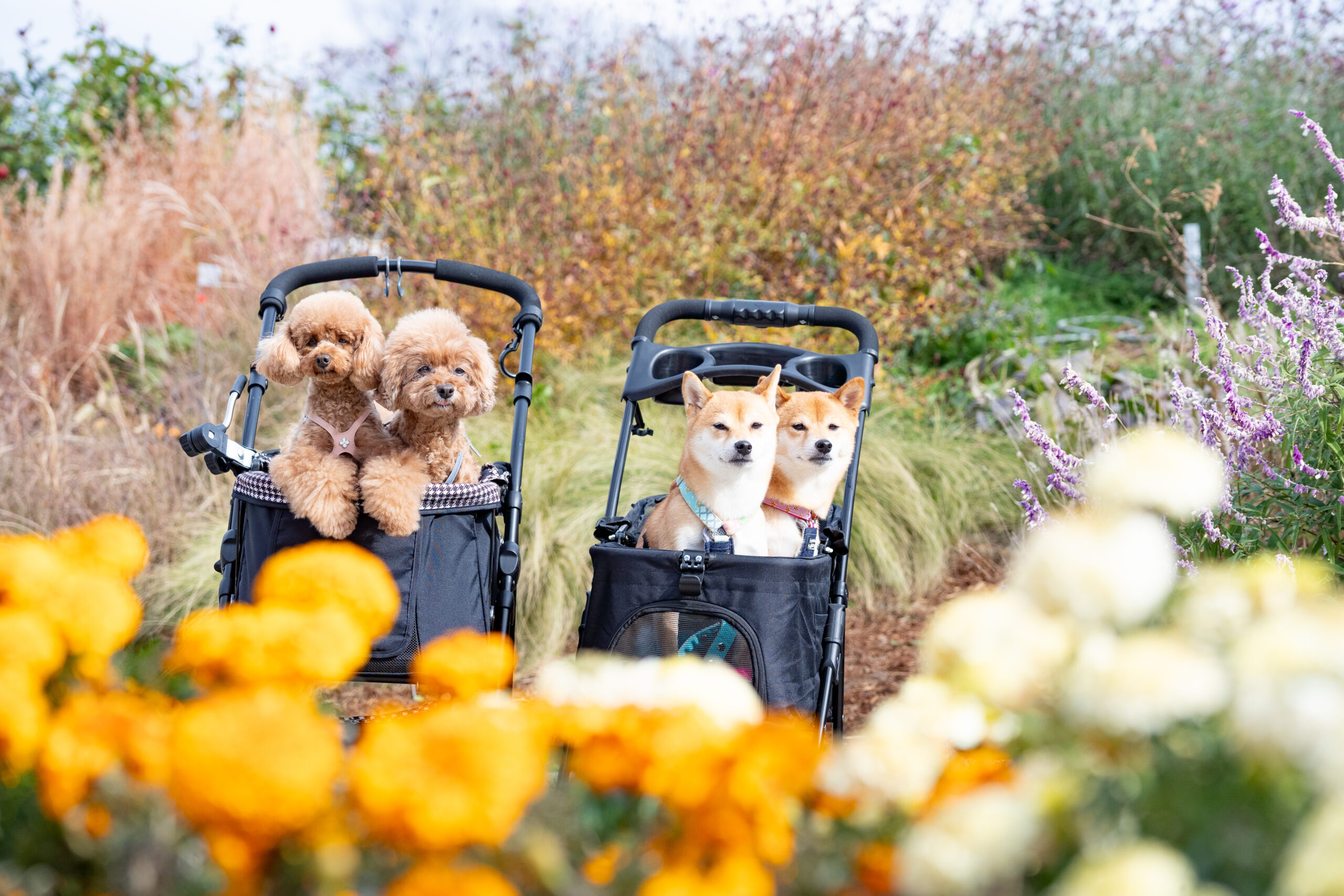 サムネイル: 3/14・15開催！ドックイベント BOW PARADE （バウパレード）