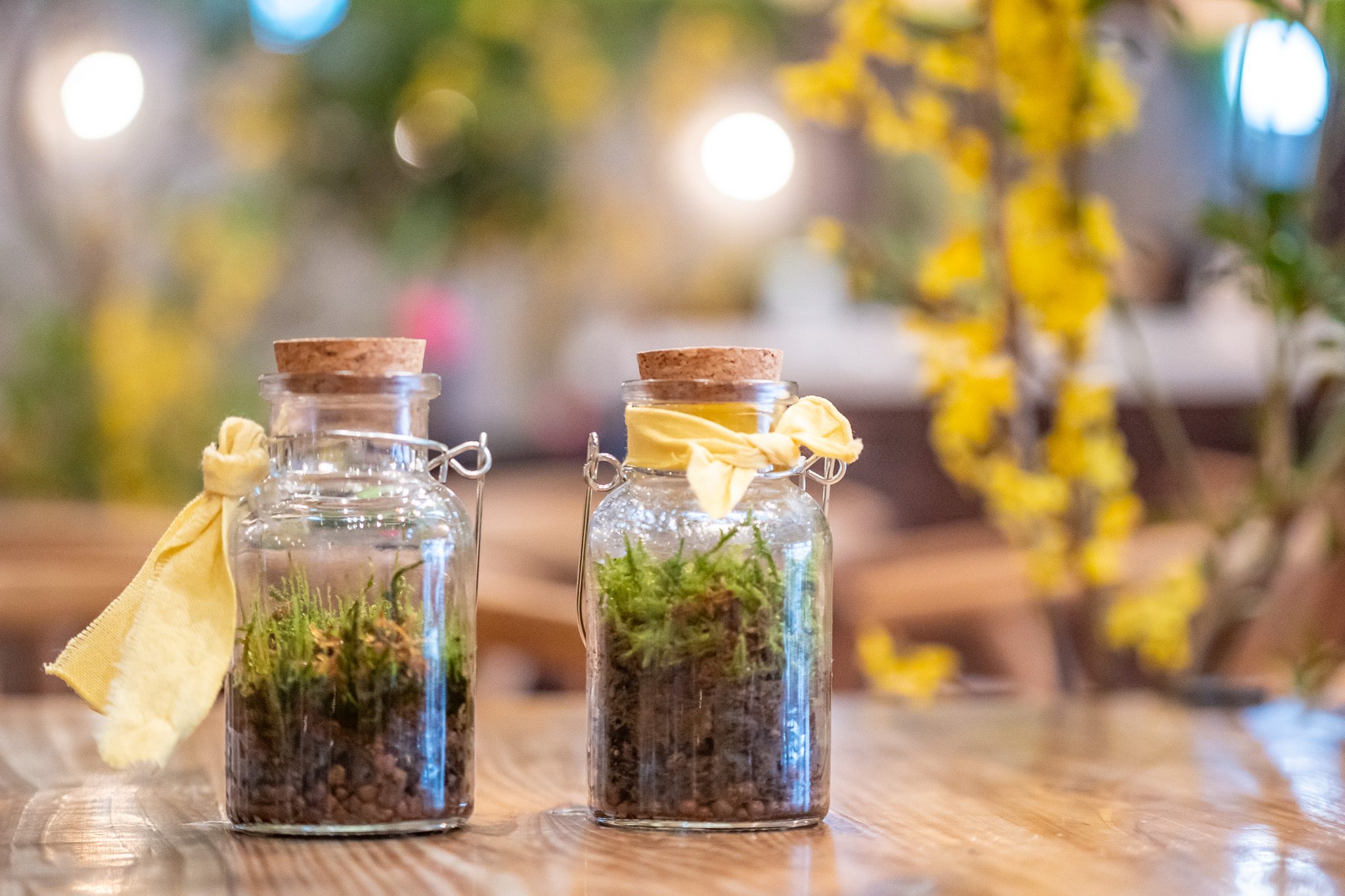 サムネイル: 苔テラリウム(年パス割対象)