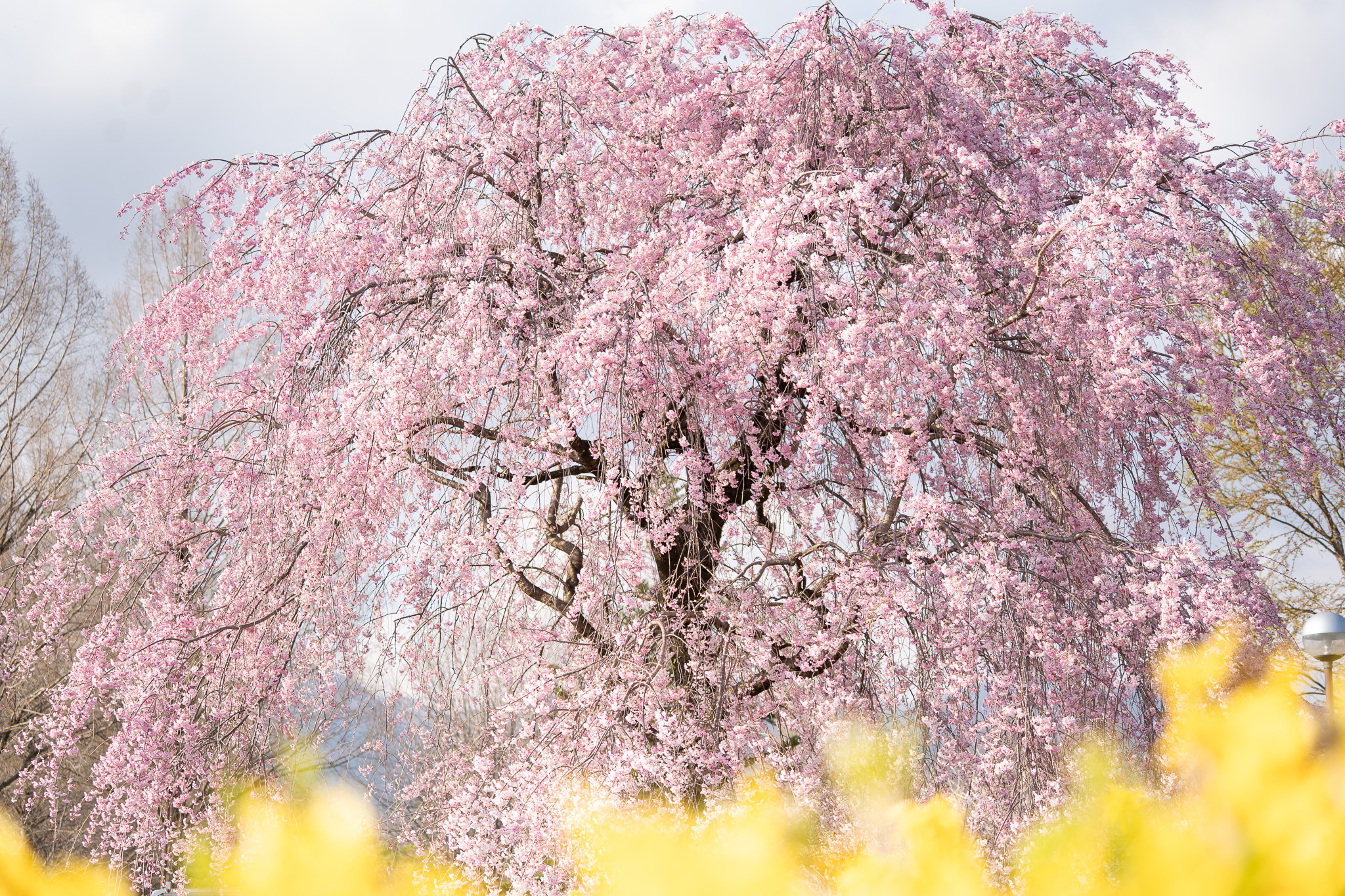 サムネイル: ぐんまフラワーパークプラス「スプリングフォトコンテスト」を開催！