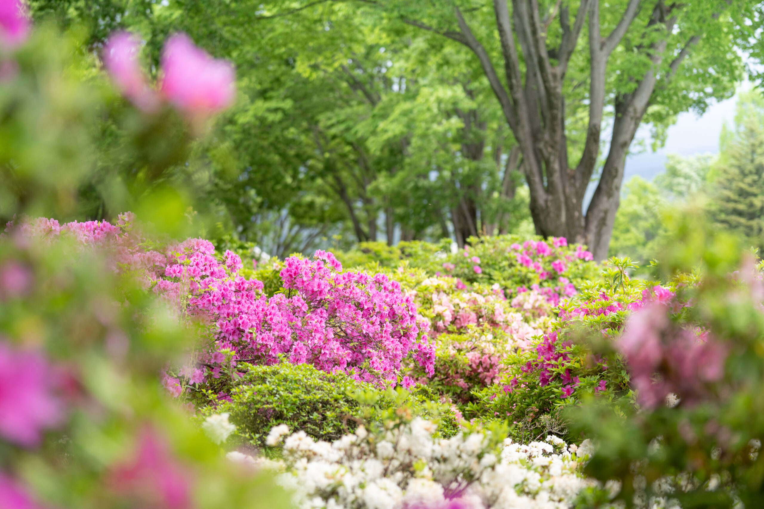 サムネイル: ツツジ咲くGWは、キッズマルシェやお仕事体験・花畑音楽ライブなどイベント盛りだくさん！