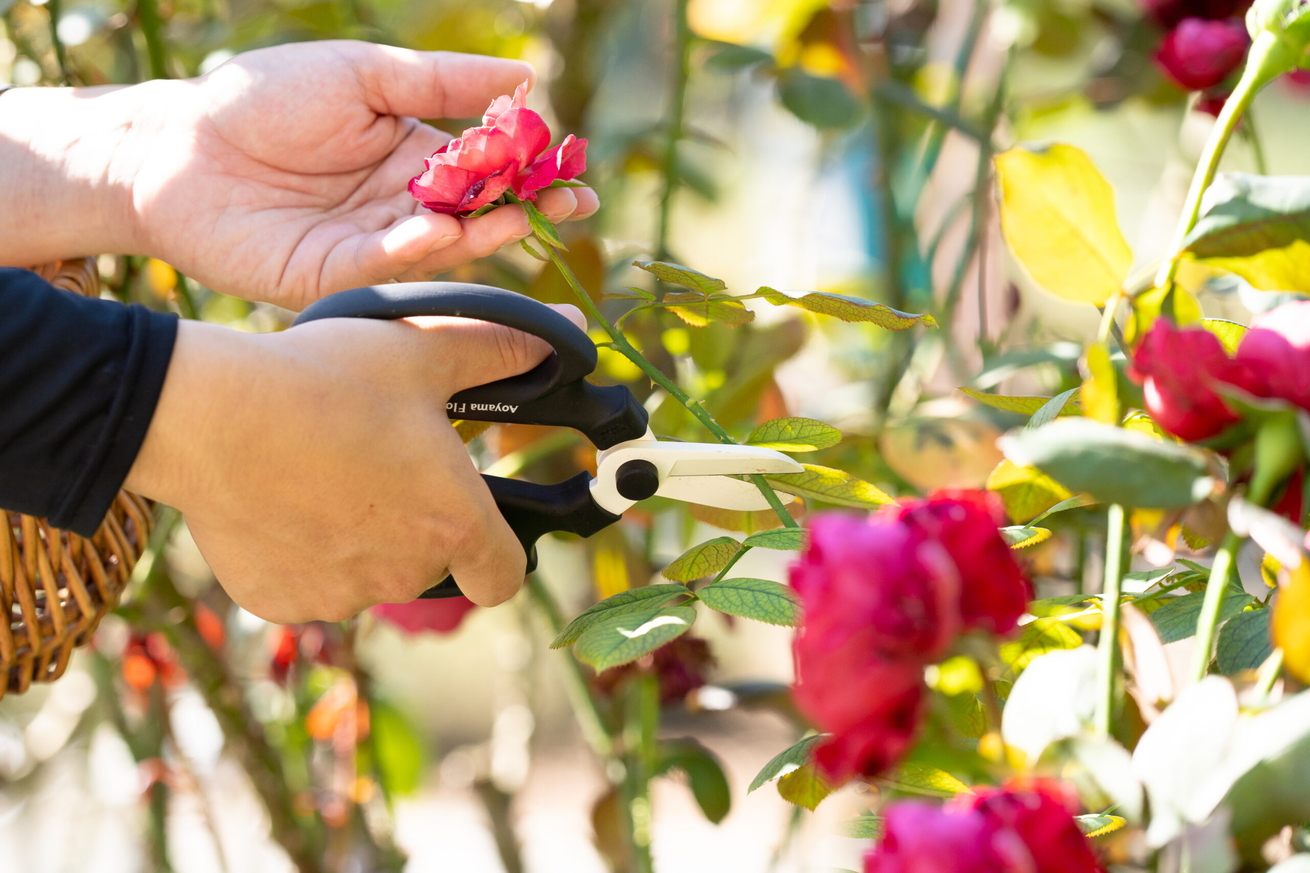 サムネイル: 園内では花摘みアクティビティを行なっています！