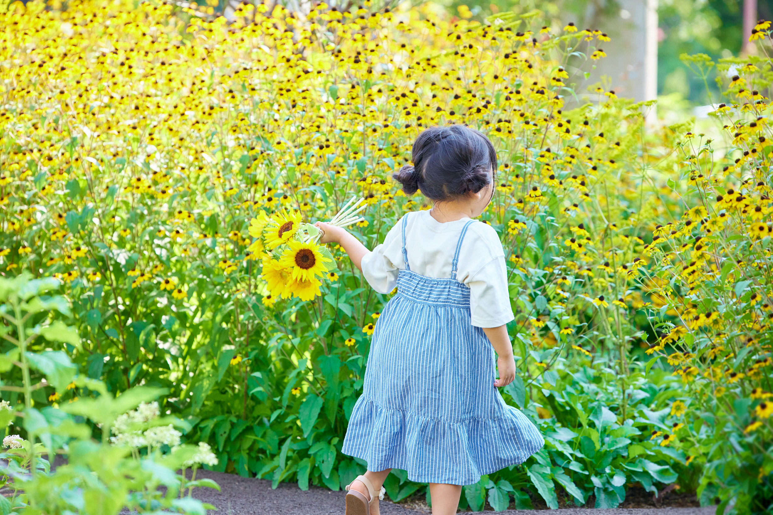 サムネイル: 【6月下旬～】ヒマワリと草花の花摘み