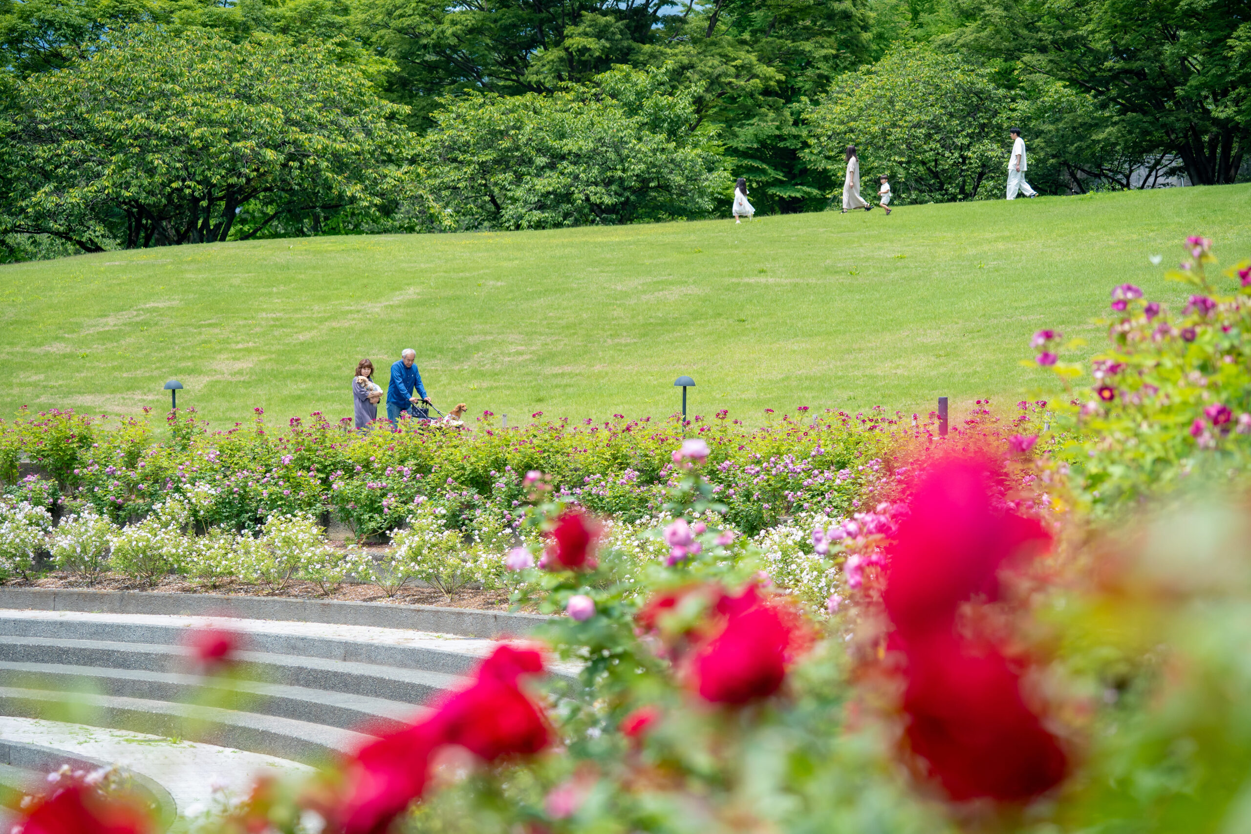 サムネイル: 2026春バラの開花状況