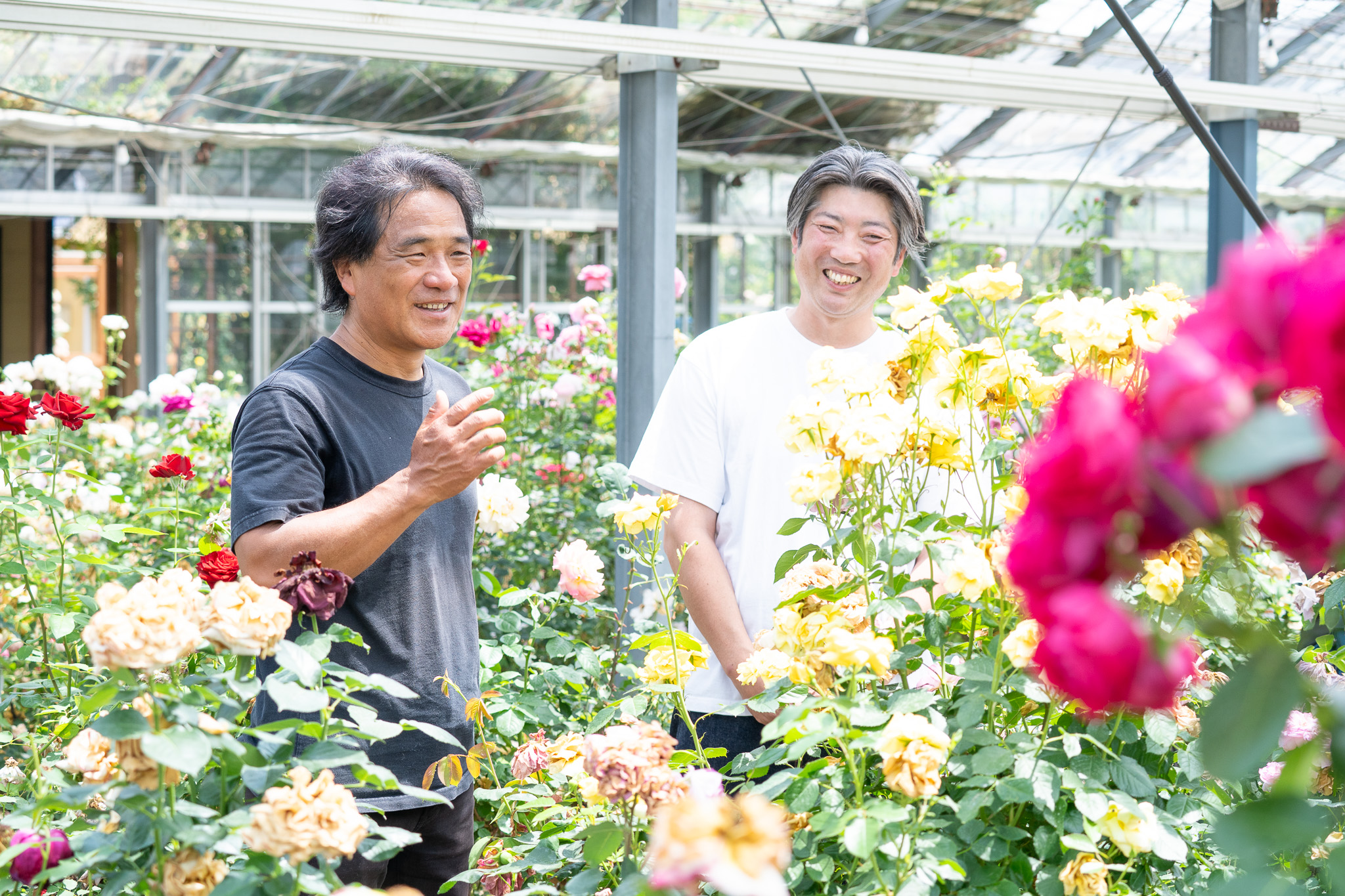 サムネイル: 6/2(火)18:30〜NHKにて放送決定！&「バラの育種家 木村卓功さん」インタビュー vol.1
