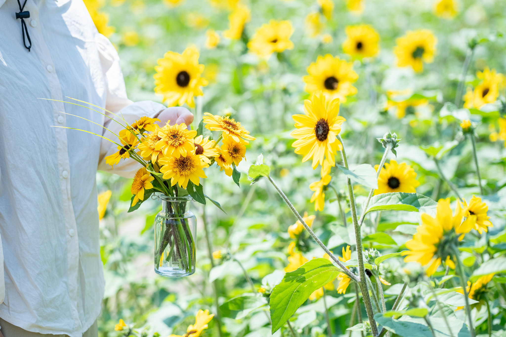 サムネイル: ヒマワリと草花の花摘み