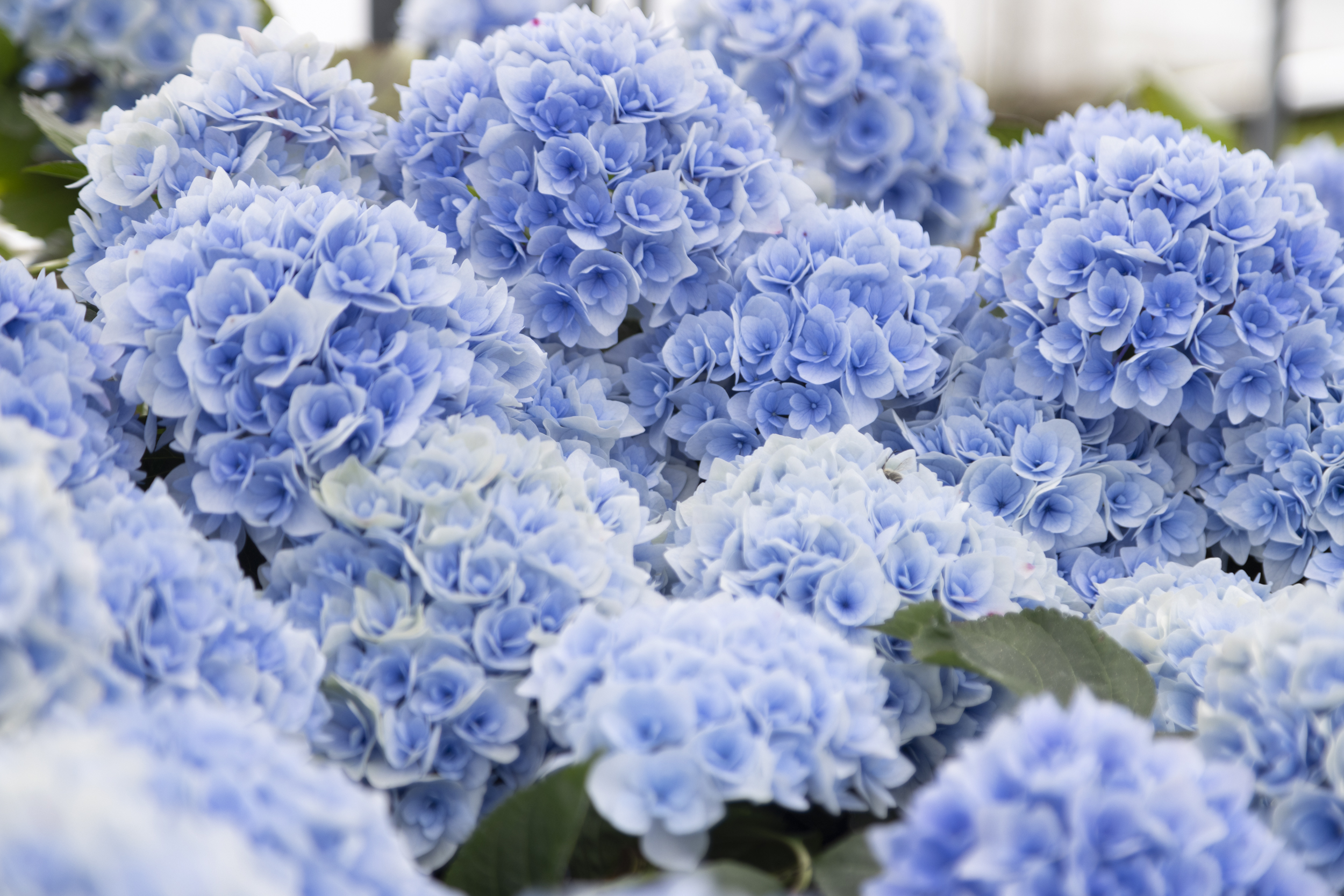 サムネイル: 2026年　アジサイ・６〜7月の花　開花状況