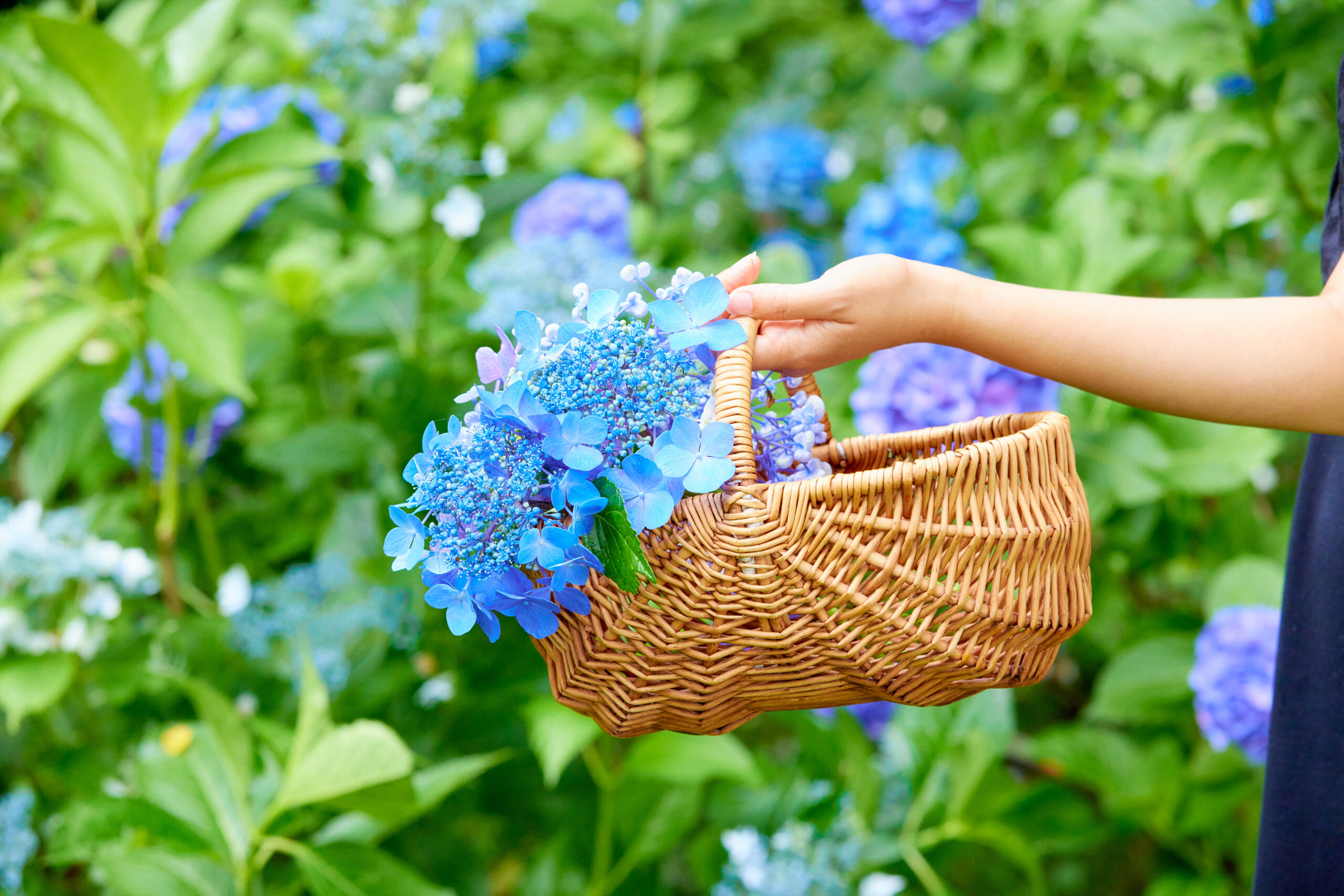 サムネイル: 夏の大型フェア「あじさいまつり 〜雨を楽しむあじさいの仲間たち〜」