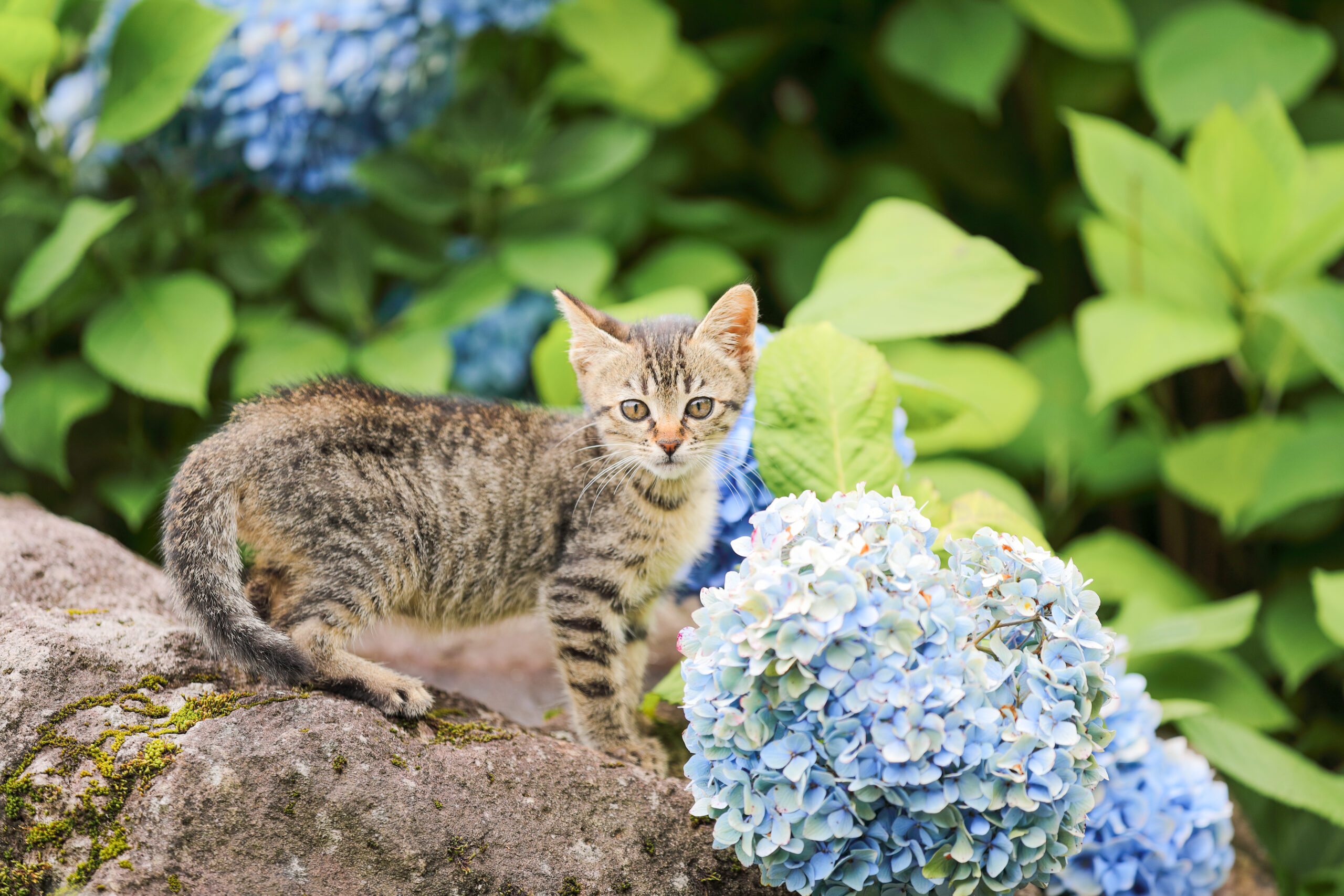 サムネイル: 7/4・5初開催！猫と花が出会う、ハナネコマルシェ