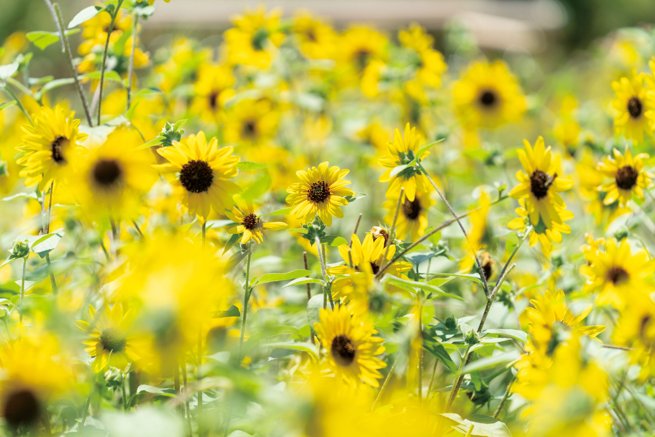 サムネイル: ヒマワリなど13,000株の夏の花、続々と開花中！宿根草も見頃に！
