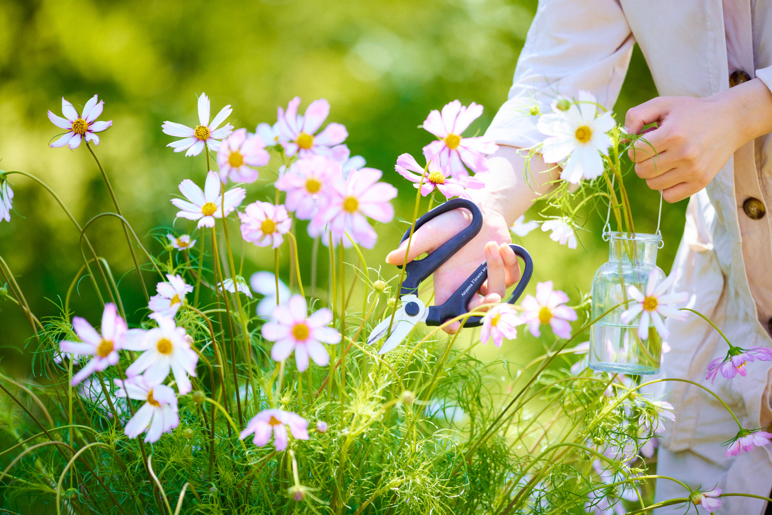 サムネイル: 【開花状況によりスタート！】コスモスの花摘み