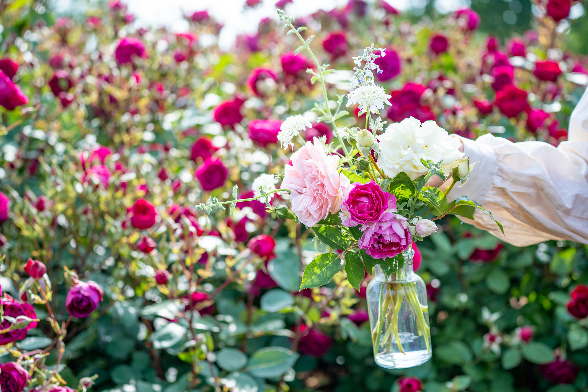 サムネイル: 【開花状況により開催日決定】秋バラと草花の花摘み