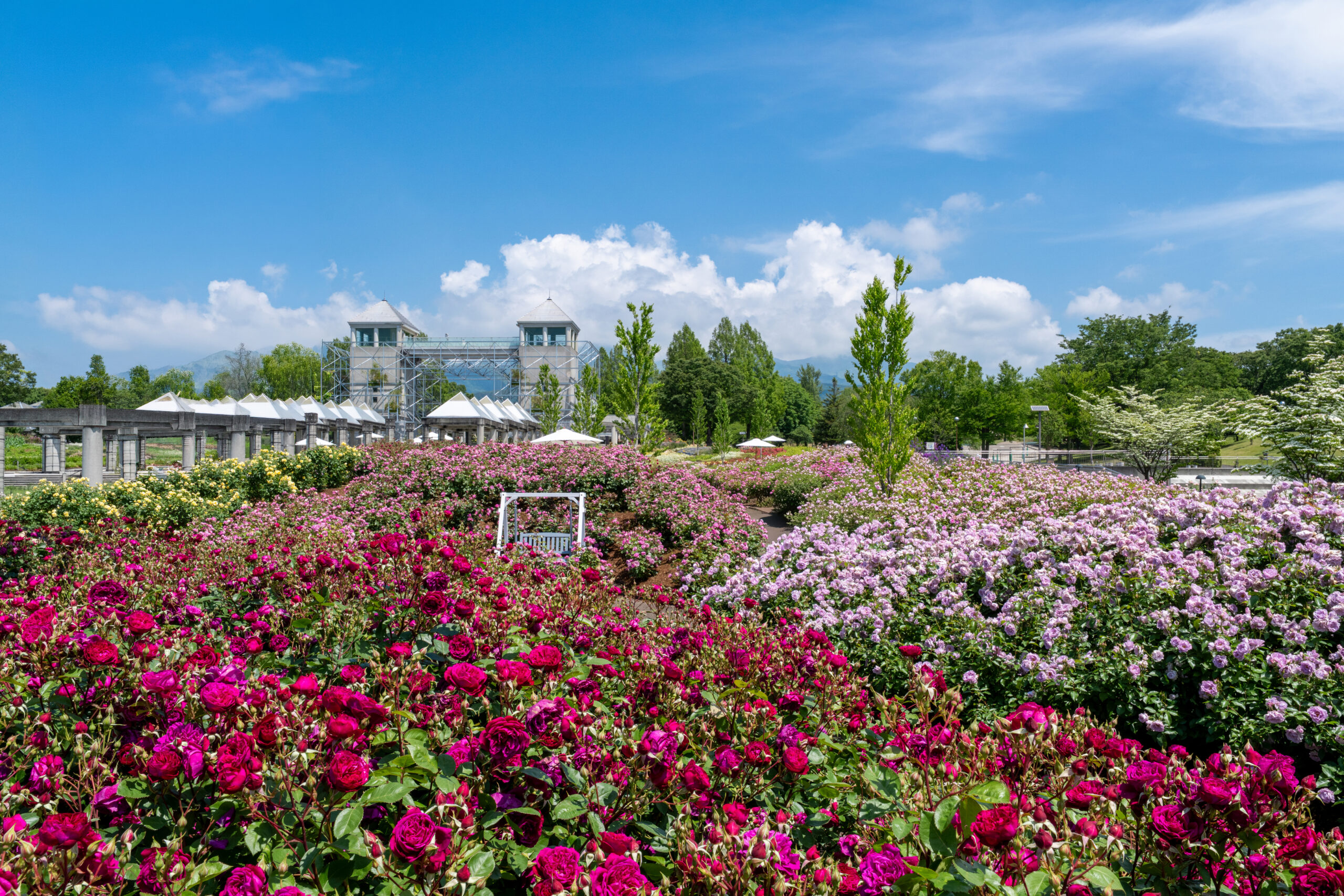 サムネイル: 【開花状況】秋バラが開花！リレーのように長く楽しめるや秋の花々をお楽しみください（10月21日更新）